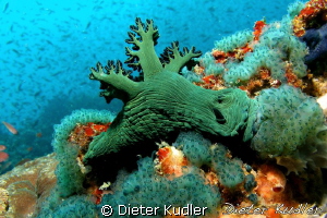 Green Meal; Verde Island by Dieter Kudler 